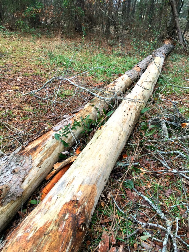 fallen log